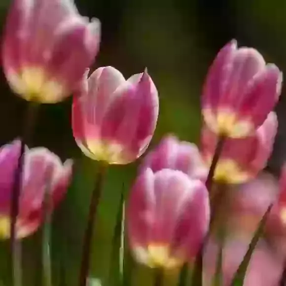 Tulips